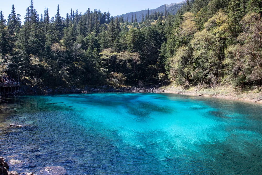 Five color pond