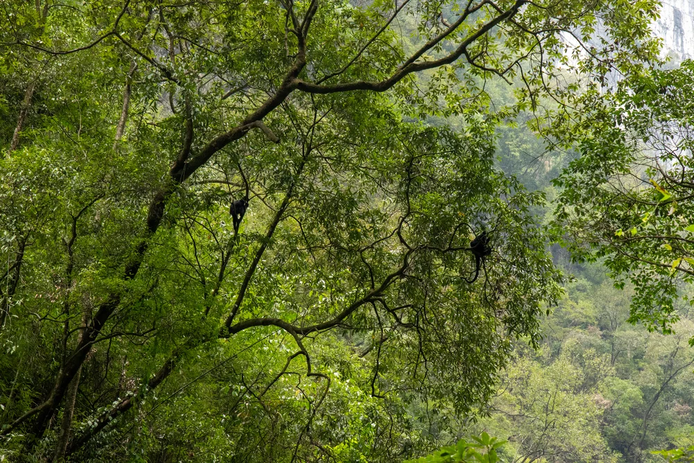 Singes